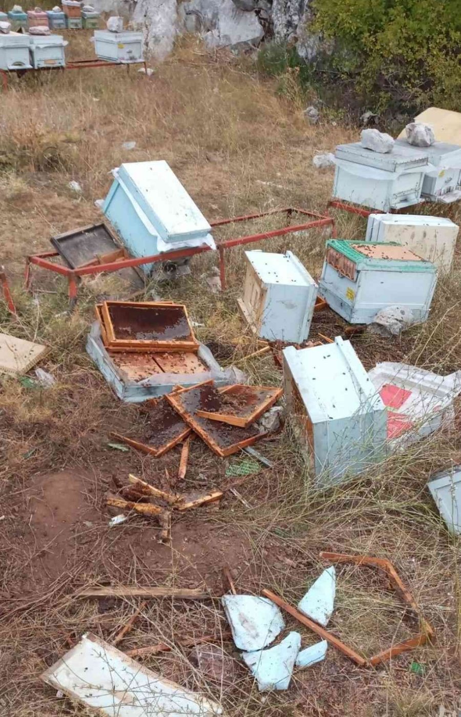 Bir Gün Nöbeti Bıraktı, Ayılar Kovanları Parçaladı