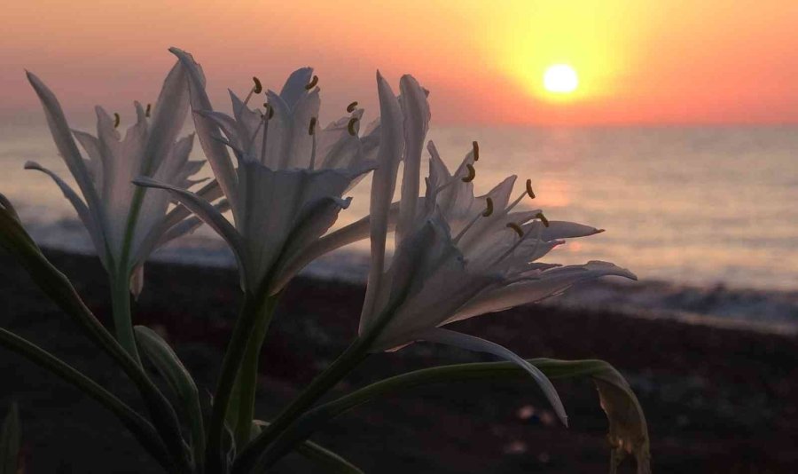 Koparmanın Cezası 109 Bin 593 Tl... Yoğun Çiçek Dönemine Giren ’kum Zambakları’ Görsel Şölen Sunuyor