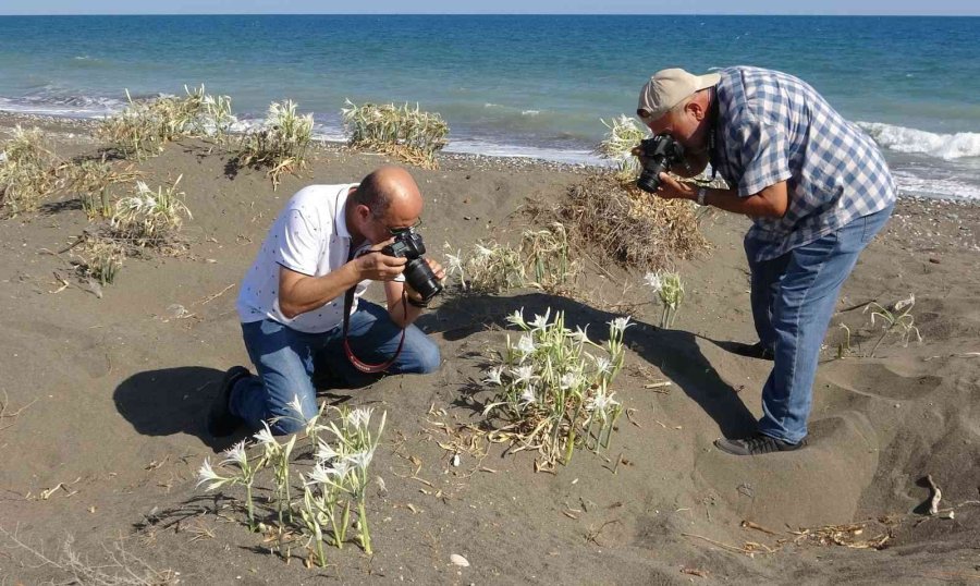 Koparmanın Cezası 109 Bin 593 Tl... Yoğun Çiçek Dönemine Giren ’kum Zambakları’ Görsel Şölen Sunuyor