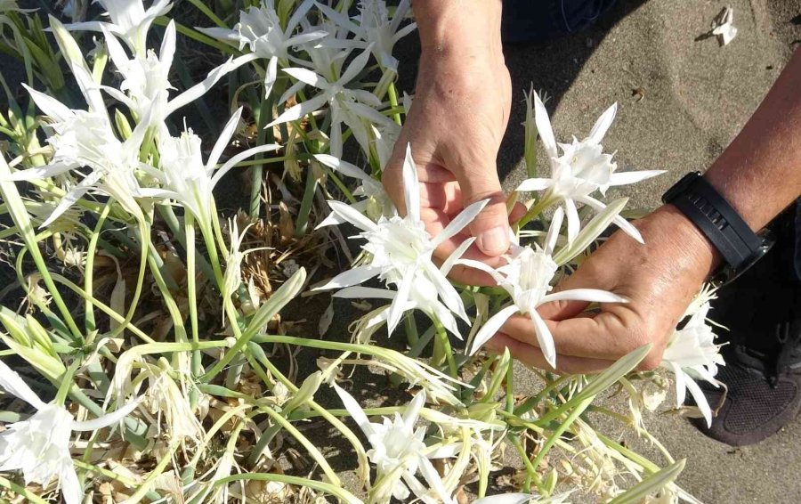 Koparmanın Cezası 109 Bin 593 Tl... Yoğun Çiçek Dönemine Giren ’kum Zambakları’ Görsel Şölen Sunuyor