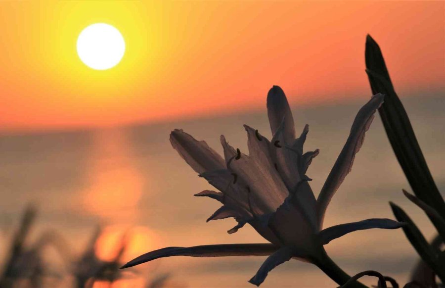 Koparmanın Cezası 109 Bin 593 Tl... Yoğun Çiçek Dönemine Giren ’kum Zambakları’ Görsel Şölen Sunuyor