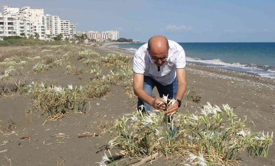 Koparmanın Cezası 109 Bin 593 Tl... Yoğun Çiçek Dönemine Giren ’kum Zambakları’ Görsel Şölen Sunuyor
