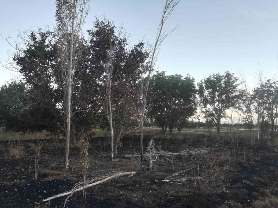 Yakılan Anızlar Çilek Bahçelerine Zarar Verdi