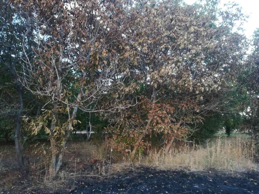 Yakılan Anızlar Çilek Bahçelerine Zarar Verdi