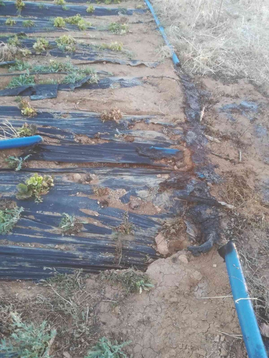 Yakılan Anızlar Çilek Bahçelerine Zarar Verdi