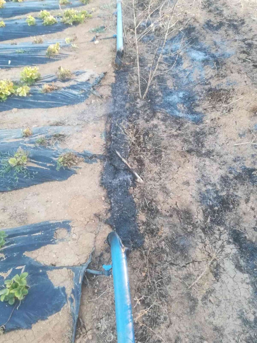 Yakılan Anızlar Çilek Bahçelerine Zarar Verdi