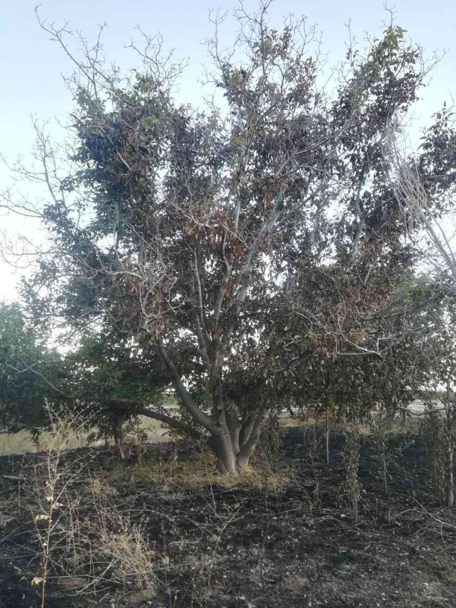 Yakılan Anızlar Çilek Bahçelerine Zarar Verdi