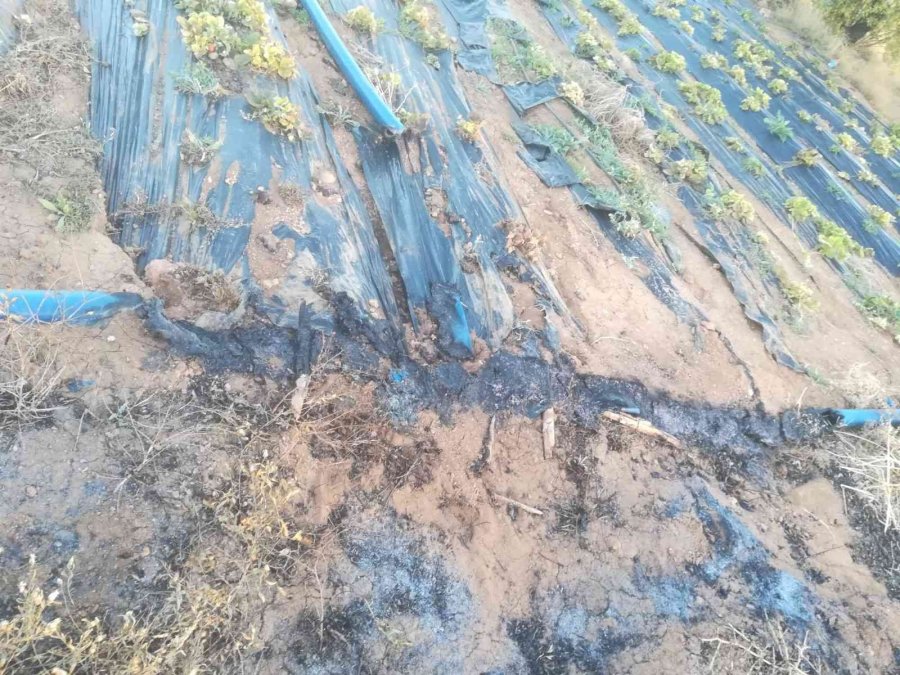 Yakılan Anızlar Çilek Bahçelerine Zarar Verdi