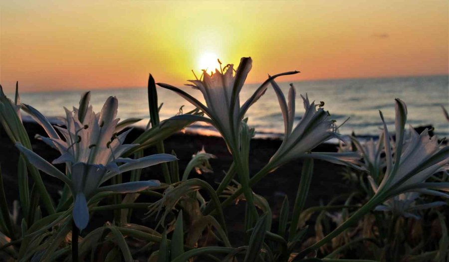 Koparmanın Cezası 109 Bin 593 Tl... Yoğun Çiçek Dönemine Giren ’kum Zambakları’ Görsel Şölen Sunuyor