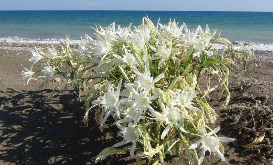 Koparmanın Cezası 109 Bin 593 Tl... Yoğun Çiçek Dönemine Giren ’kum Zambakları’ Görsel Şölen Sunuyor