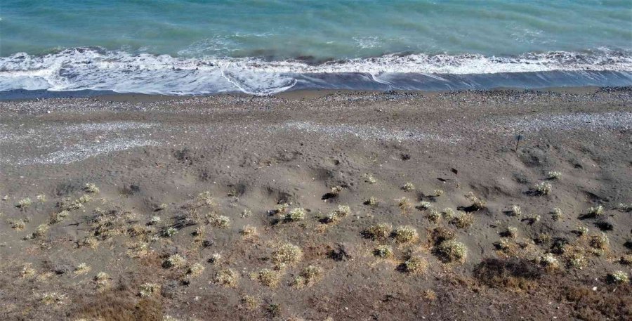 Koparmanın Cezası 109 Bin 593 Tl... Yoğun Çiçek Dönemine Giren ’kum Zambakları’ Görsel Şölen Sunuyor
