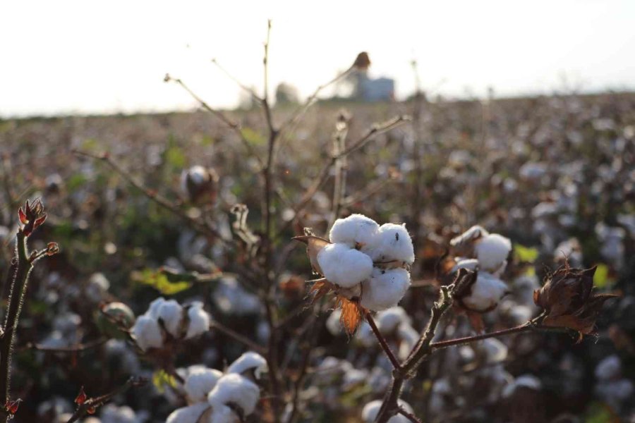 Yaşlı Kadından Türkan Şoray’a Şok: "fatma Girik Öldü, Sen Ölme, Bak Kendine”