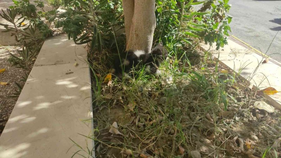 Kurtarıldıktan Sonra İkinci Kez Motor Kısmına Giren Kediyi İtfaiye Eri Kurtardı