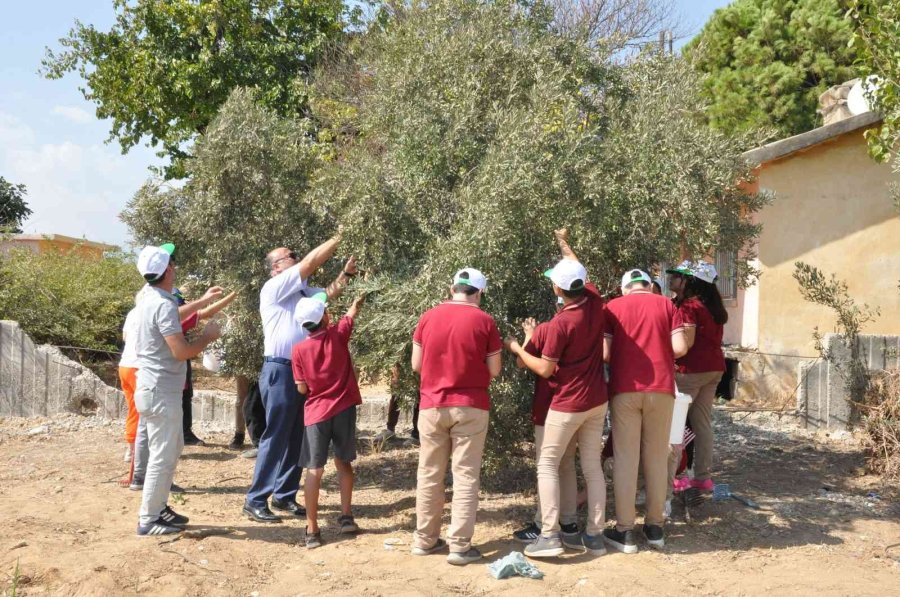 Topladıkları Zeytinleri Salamura Yapan Öğrenciler Satıp Okullarına Katkı Sunacak