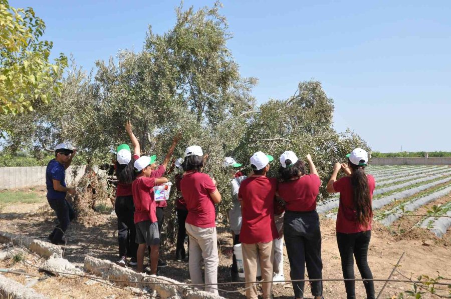 Topladıkları Zeytinleri Salamura Yapan Öğrenciler Satıp Okullarına Katkı Sunacak