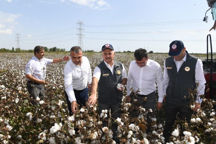 Antalya’da İlk Pamuk Hasatı