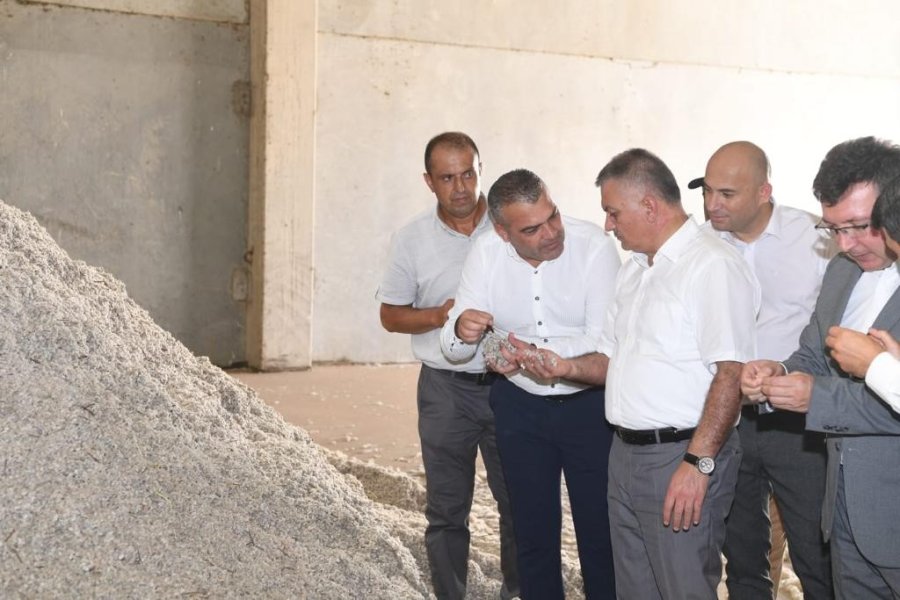 Antalya’da İlk Pamuk Hasatı