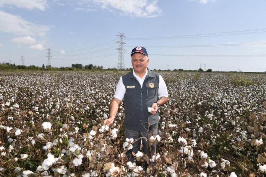 Antalya’da İlk Pamuk Hasatı