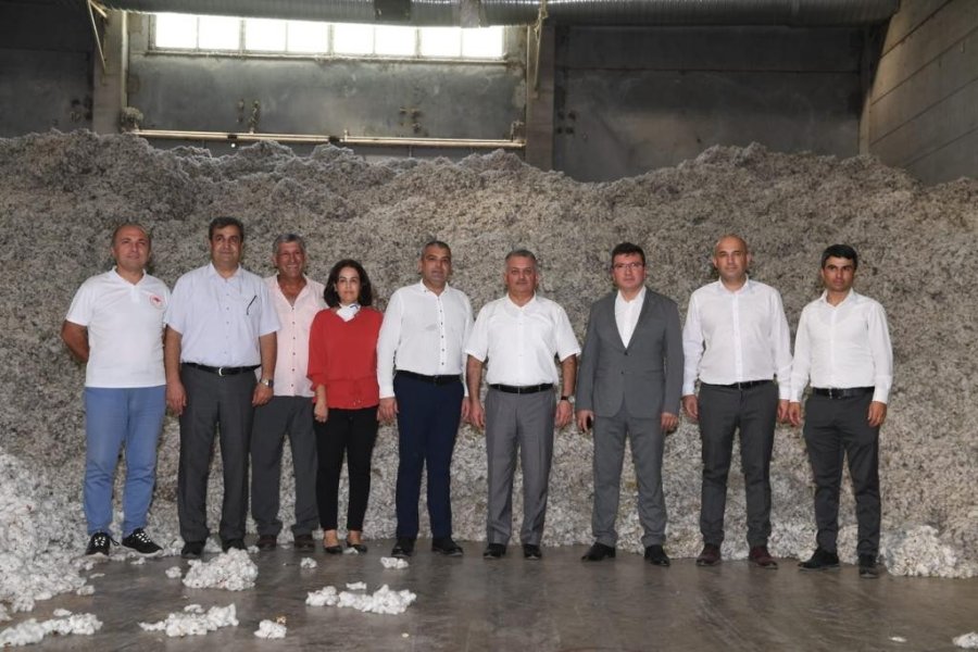 Antalya’da İlk Pamuk Hasatı