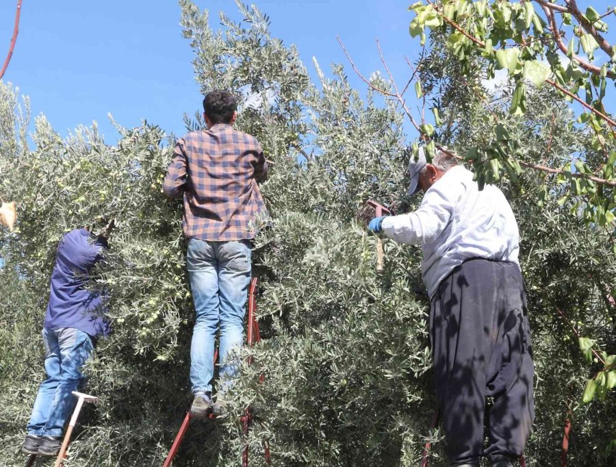 Zeytinde Fiyatlar Düştü, Yağında İkiye Katlandı