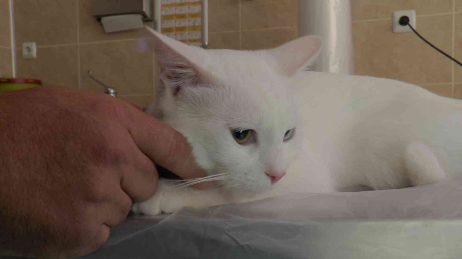 Pet Hayvanlarında Her Tüy Dökülmesi Hastalık Değil