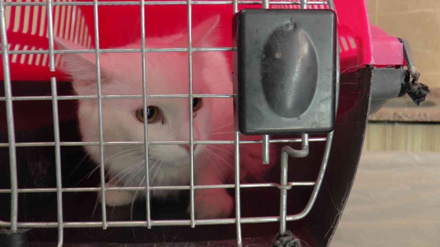 Pet Hayvanlarında Her Tüy Dökülmesi Hastalık Değil