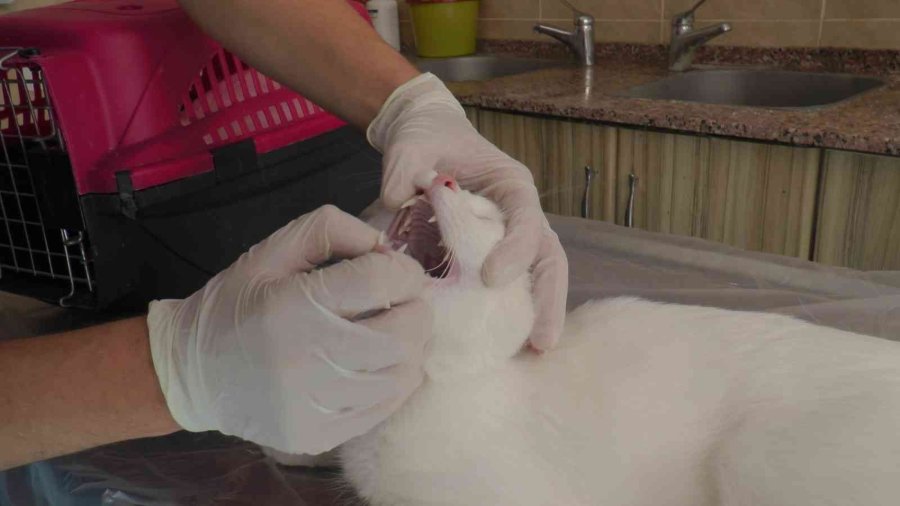 Pet Hayvanlarında Her Tüy Dökülmesi Hastalık Değil