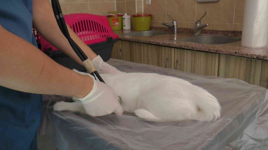 Pet Hayvanlarında Her Tüy Dökülmesi Hastalık Değil