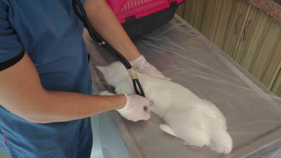 Pet Hayvanlarında Her Tüy Dökülmesi Hastalık Değil