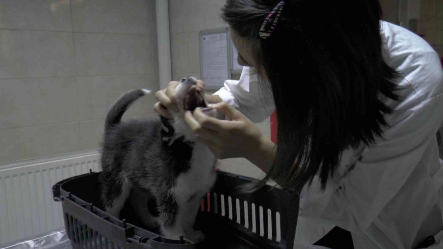 Pet Hayvanlarında Her Tüy Dökülmesi Hastalık Değil