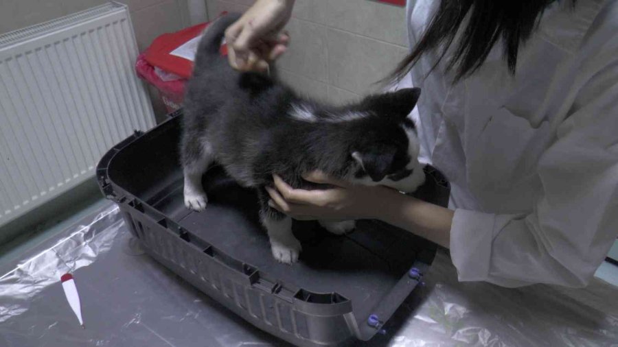 Pet Hayvanlarında Her Tüy Dökülmesi Hastalık Değil