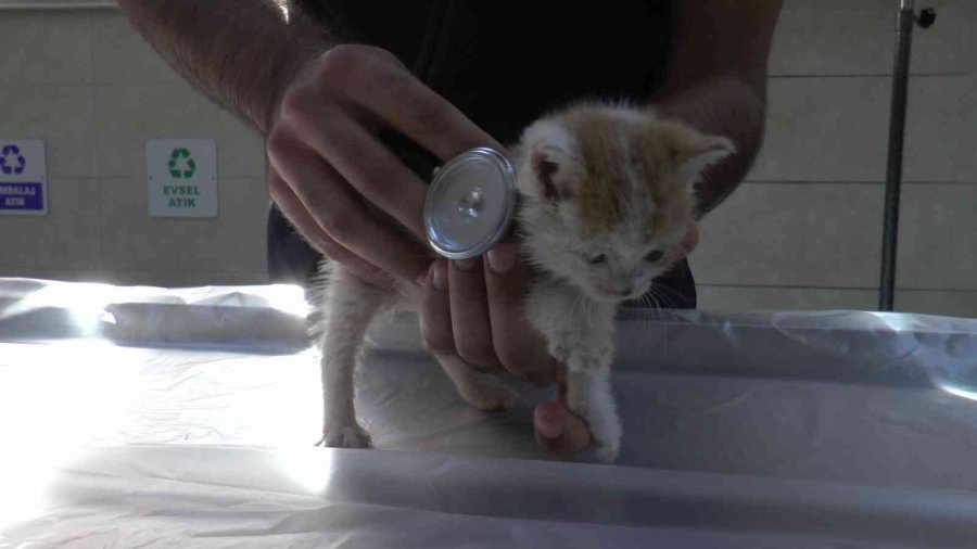 Pet Hayvanlarında Her Tüy Dökülmesi Hastalık Değil