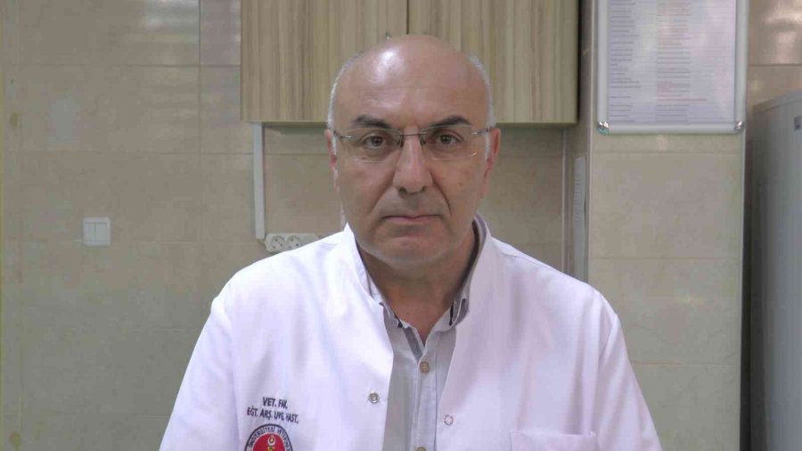 Pet Hayvanlarında Her Tüy Dökülmesi Hastalık Değil