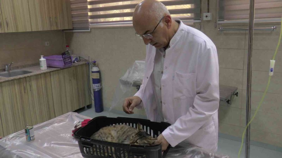 Pet Hayvanlarında Her Tüy Dökülmesi Hastalık Değil