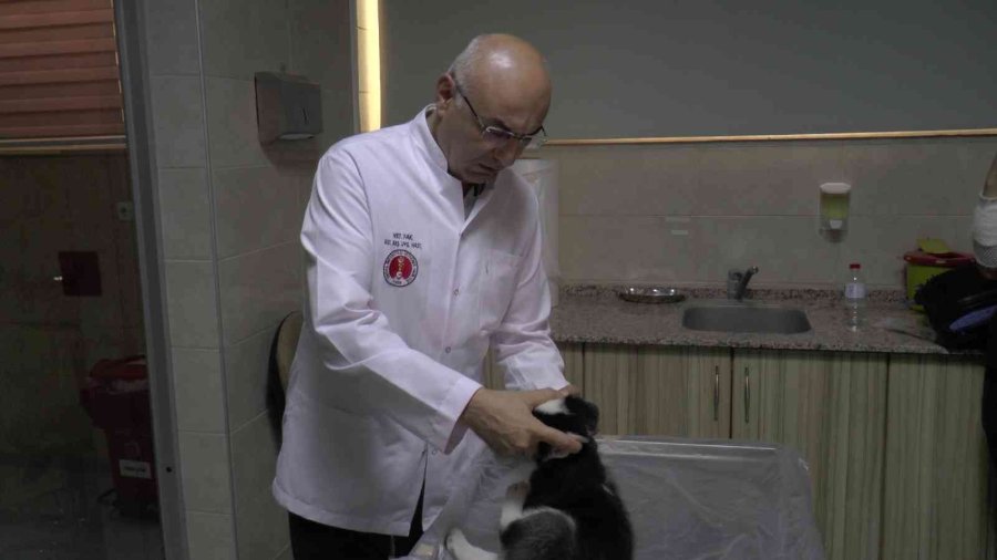 Pet Hayvanlarında Her Tüy Dökülmesi Hastalık Değil