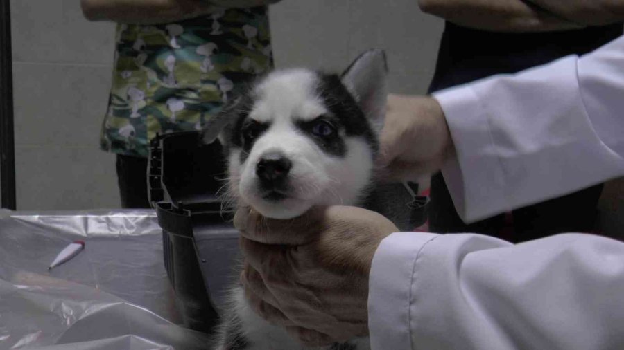 Pet Hayvanlarında Her Tüy Dökülmesi Hastalık Değil