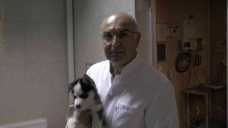 Pet Hayvanlarında Her Tüy Dökülmesi Hastalık Değil