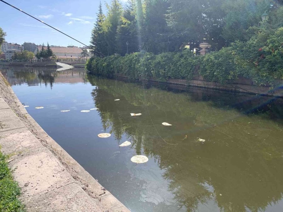 Porsuk’a Atılan Ekmekler ‘pes’ Dedirtti