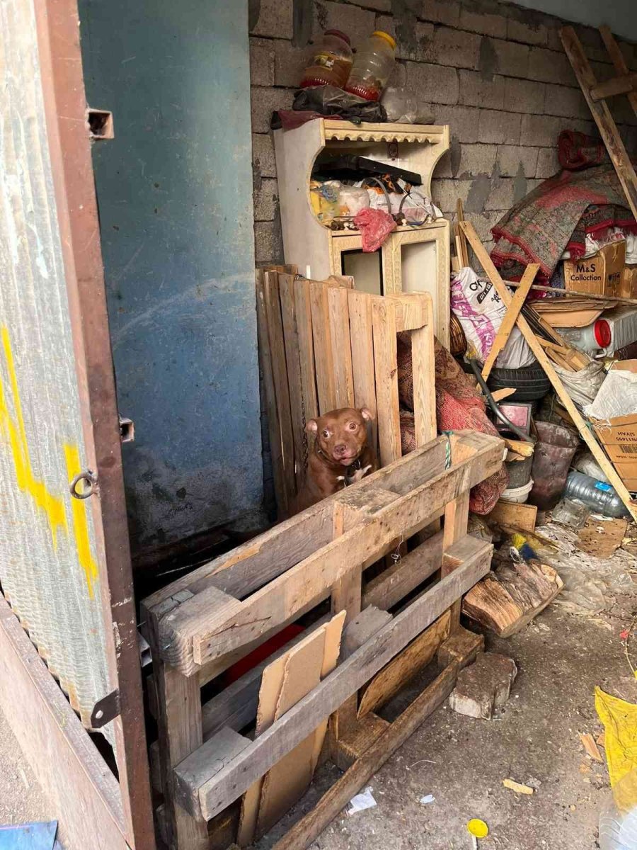 Konya’da Pitbull Besleyen 3 Kişiye Toplam 44 Bin 946 Lira Ceza