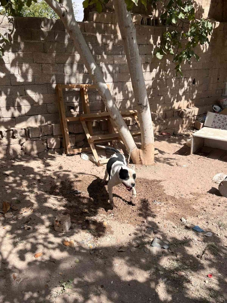 Konya’da Pitbull Besleyen 3 Kişiye Toplam 44 Bin 946 Lira Ceza