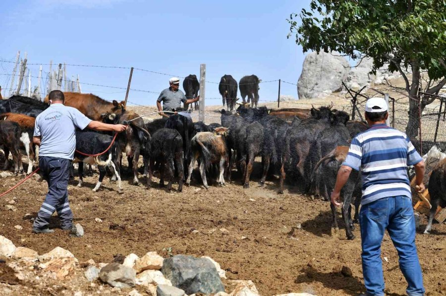 Konyaaltı Belediyesinden Büyükbaş Hayvanlara Da Ücretsiz Aşı
