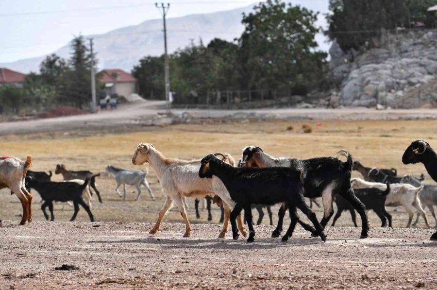 Konyaaltı Belediyesinden Büyükbaş Hayvanlara Da Ücretsiz Aşı