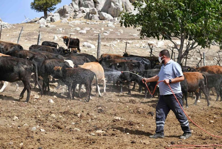 Konyaaltı Belediyesinden Büyükbaş Hayvanlara Da Ücretsiz Aşı