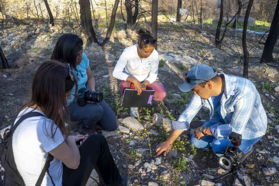 Türkiye Tarihinin En Büyük Yangını Saman Orkidesi Türünü Yok Etti