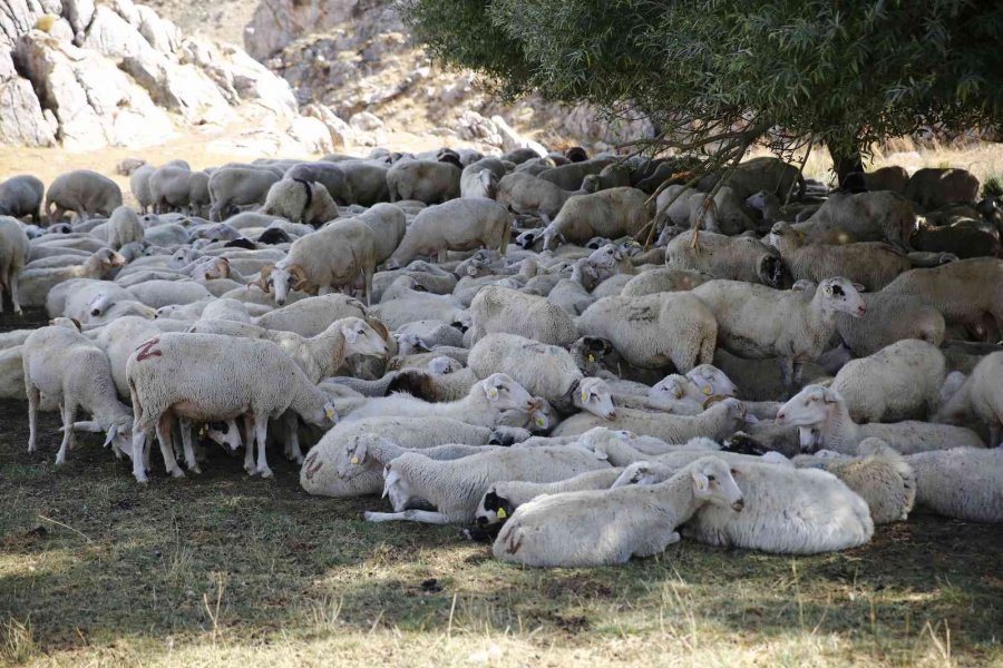 Mera Islahı İle Toprak Ve Bitki Örtüsünün Kalitesi Artacak