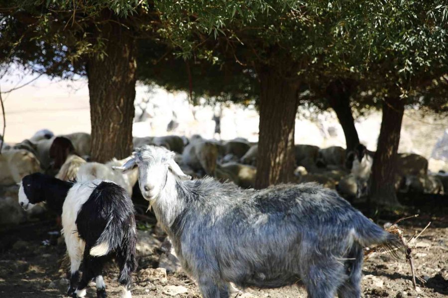 Mera Islahı İle Toprak Ve Bitki Örtüsünün Kalitesi Artacak