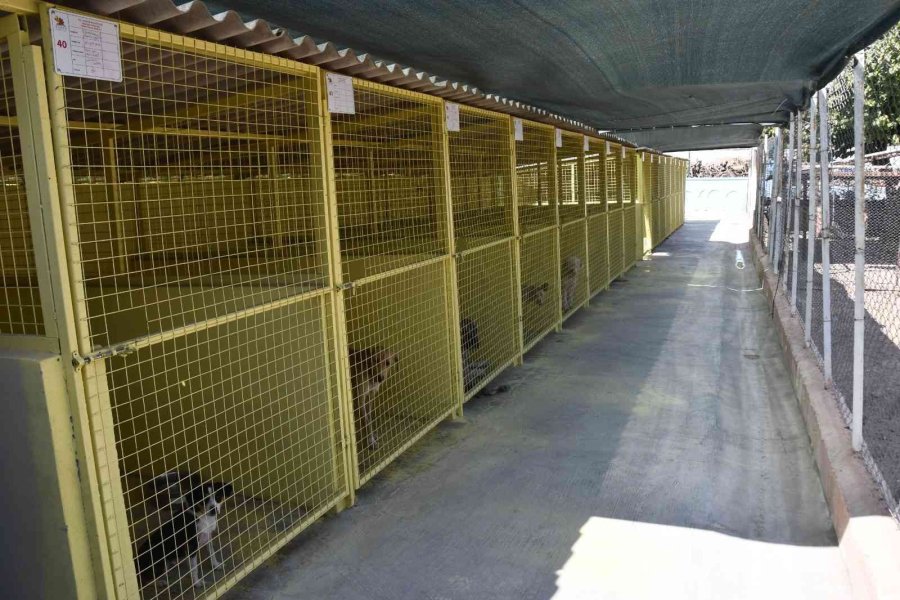 Kemer’de Dünya Hayvanları Koruma Günü Etkinliği