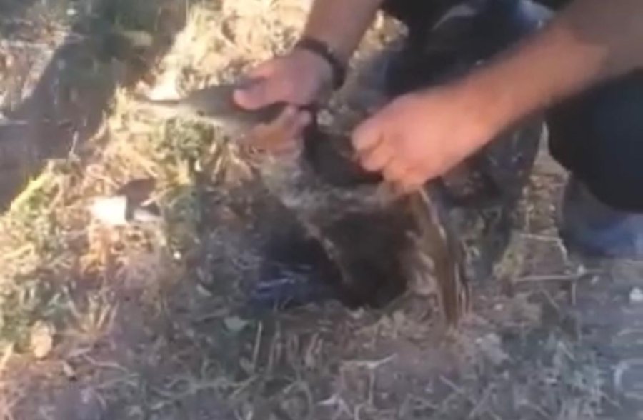 Misinaya Dolanan Balıkçıl Kuşu İtfaiye Ekiplerince Kurtarıldı