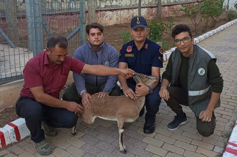 Karaman’da Hasta Yaban Keçisi Koruma Altına Alındı