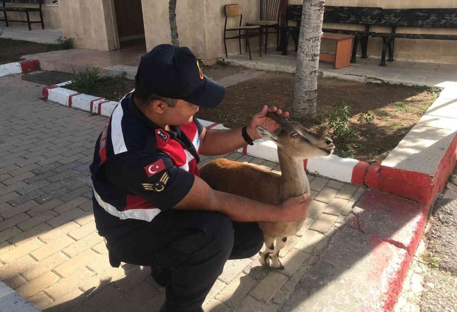 Karaman’da Hasta Yaban Keçisi Koruma Altına Alındı